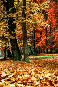 Bild-Nr: 10657948 Herbstfarben Erstellt von: hannes cmarits