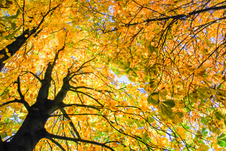 Bild-Nr: 10657954 Herbstdach Erstellt von: hannes cmarits