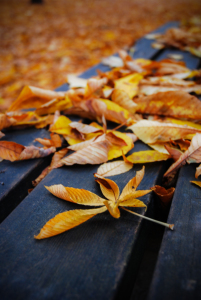 Bild-Nr: 10657956 Herbstliches Ruhen Erstellt von: hannes cmarits