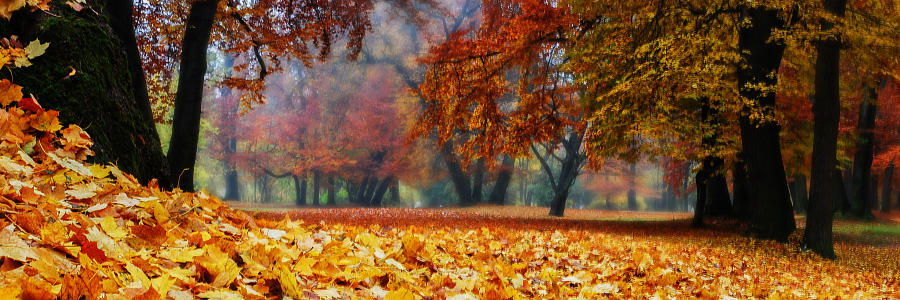 Bild-Nr: 10657958 Magischer Herbst II Erstellt von: hannes cmarits