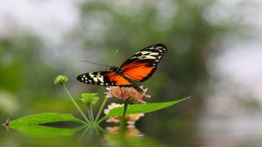 Bild-Nr: 10658124 Little Butterfly Erstellt von: AntjeKirchhoff