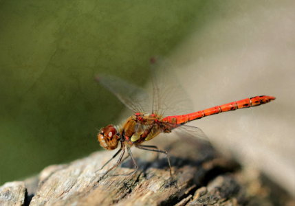 Bild-Nr: 10659206 Libelle Erstellt von: Heike  Hultsch