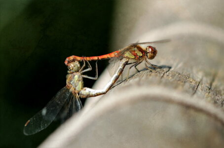 Bild-Nr: 10659212 Libellen Erstellt von: Heike  Hultsch