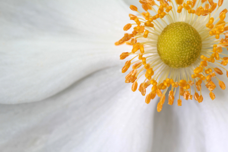 Bild-Nr: 10660432 Anemonenzauber Erstellt von: birdy