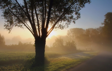 Bild-Nr: 10661730 Baum im Nebel Erstellt von: falconer59