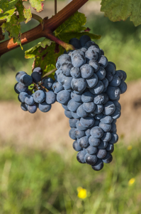 Bild-Nr: 10662128 Rotwein ist für alte Knaben … Erstellt von: Erhard Hess