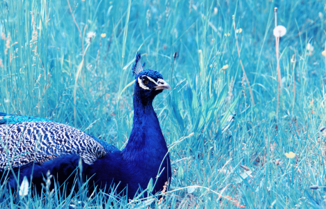 Bild-Nr: 10662390 Pfau Erstellt von: Atteloi