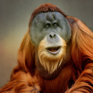 Bild-Nr: 10662530 Orang Utan Porträt Erstellt von: Heike  Hultsch