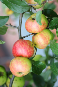 Bild-Nr: 10663344 Apfelzweig mit reifen Äpfeln Erstellt von: SusaZoom