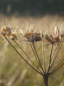 Bild-Nr: 10663628 HOGWEED Erstellt von: PaulaPanther