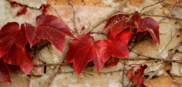 Bild-Nr: 10664920 Ein Herbstpanorama Erstellt von: Heike Hultsch