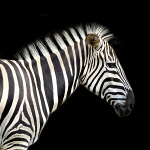 Bild-Nr: 10664924 Zebra im Quadrat - Version zwei - Hintergrund schwarz Erstellt von: Heike Hultsch