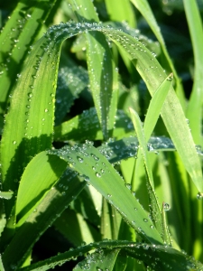 Bild-Nr: 10665144  Morgentau auf Gras Erstellt von: Susanne Herppich