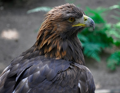 Bild-Nr: 10666472 Der Steinadler - König der Lüfte Erstellt von: Petersfotografie