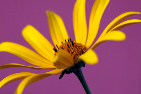 Bild-Nr: 10669270 Swingflower Erstellt von: Renate Knapp