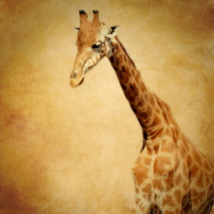 Bild-Nr: 10669750 Giraffe Erstellt von: Heike Hultsch