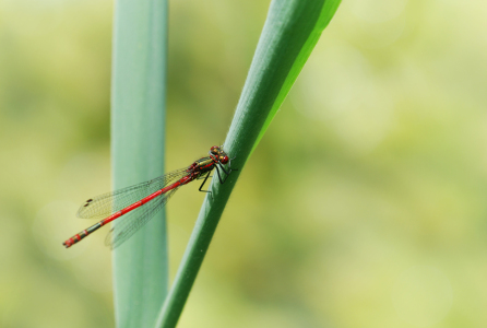 Bild-Nr: 10669768 Libelle Erstellt von: Atteloi