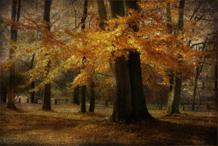 Bild-Nr: 10673828 Das Herbstkleid Erstellt von: hannes cmarits