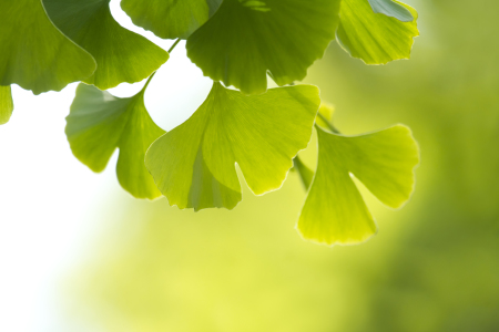 Bild-Nr: 10673848 Ginkgo Erstellt von: FranziskaKrause