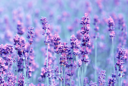 Bild-Nr: 10674888 Lavendel Erstellt von: Atteloi