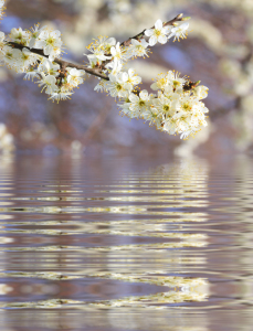 Bild-Nr: 10675114 Blütenzweig am Wasser Erstellt von: SusaZoom