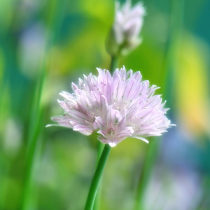 Bild-Nr: 10675138 Schnittlauchblüte  Erstellt von: Atteloi