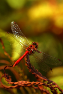 Bild-Nr: 10676300 Libelle Erstellt von: Atteloi