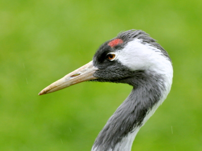 Bild-Nr: 10676418 Grus Grus Erstellt von: GUGIGEI