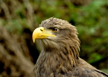 Bild-Nr: 10676654 * ADLER * Erstellt von: GUGIGEI