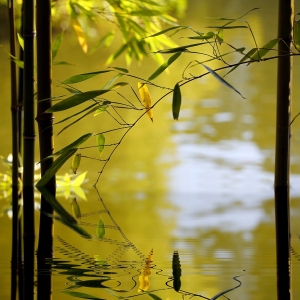 Bild-Nr: 10678738 Green Wellness Erstellt von: Renate Knapp