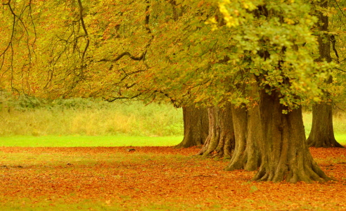 Bild-Nr: 10679564 Im Herbst Erstellt von: GUGIGEI