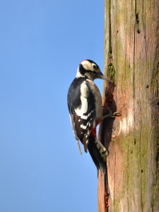 Bild-Nr: 10680040 Der D-major Buntspecht... Erstellt von: Ostfriese