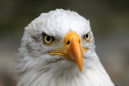 Bild-Nr: 10681174 Weißkopfseeadler Erstellt von: Marcel Schauer