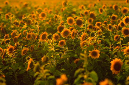 Bild-Nr: 10681962 Sonnenblumenfeld im Abendlicht Erstellt von: Tanja Riedel