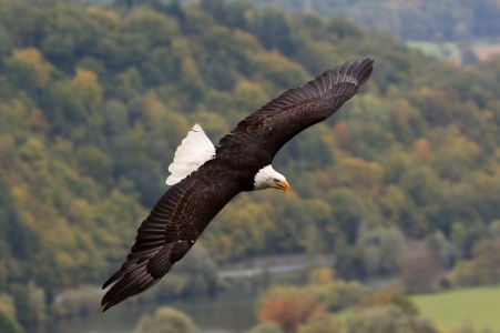 Bild-Nr: 10682372 Weißkopfseeadler Erstellt von: Marcel Schauer
