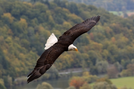 Bild-Nr: 10682372 Weißkopfseeadler Erstellt von: Marcel Schauer