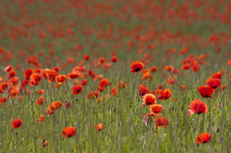 Bild-Nr: 10683448 Mohnblumen Erstellt von: chispa