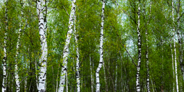 Bild-Nr: 10683674 Der Birkenwald III Erstellt von: hannes cmarits