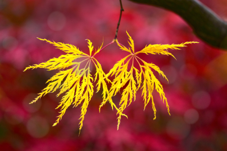 Bild-Nr: 10683690 Herbstbuntlaub Erstellt von: Thomas Herzog