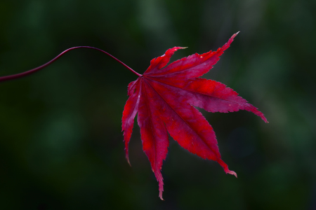 Bild-Nr: 10683724 Leuchtfarbe Erstellt von: Thomas Herzog