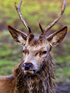 Bild-Nr: 10684202 Was willst du von mir..? Erstellt von: Ostfriese