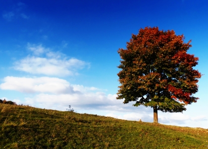 Bild-Nr: 10684472 field maple Erstellt von: PaulaPanther