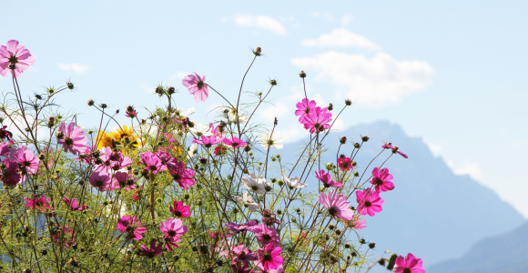 Bild-Nr: 10684508 Cosmea und Zugspitze Erstellt von: SusaZoom