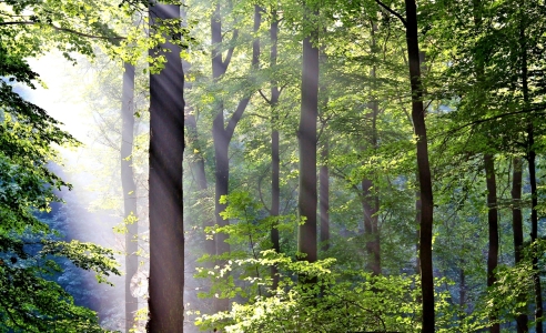 Bild-Nr: 10685148 Herbstwald Erstellt von: falconer59