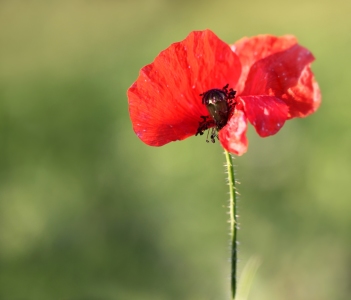 Bild-Nr: 10685586 Mohnblume Erstellt von: Renate Knapp