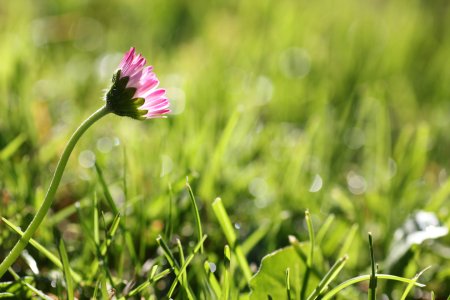 Bild-Nr: 10685822 Gänseblümchen Erstellt von: SusaZoom