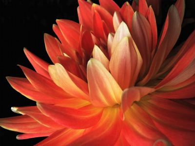 Bild-Nr: 10686486 Red Dahlia Erstellt von: Heidemarie Sattler