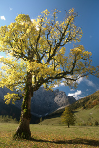 Bild-Nr: 10687262 Herbststimmung in der Eng Erstellt von: Luchsknipser