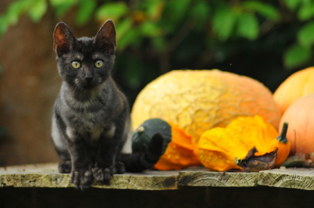 Bild-Nr: 10687860 Herbstkatze Erstellt von: NiKu