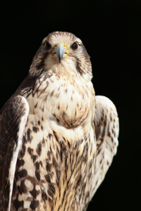 Bild-Nr: 10690679 Sakerfalke Erstellt von: FotoDeHRO